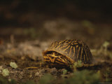 A Nervous Female Ornate Box Turtle Retreats into Her Shell