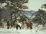 Chincoteague Ponies Forage for Food in the Snowy Assateague Landscape