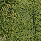 Ivy Completely Covers a Wall