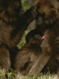 A Gelada Baboon Grooms a Female Who is Busy Suckling Her Youngster