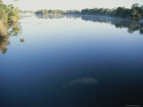 A Wild Manatee Swims Down the Scenic Homosassa River in Early Morning