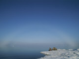 A Few Walruses Rest on an Ice Floe