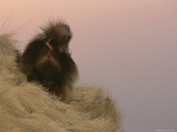 A Male Gelada Sits in His Cliffside Sleeping Spot