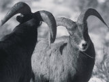 Bighorn Sheep Get Their Horns Locked in Upper South Fork  Wyoming
