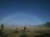 Elk with Fog Bow in Sky