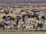 Zebra and Wildebeest Herds  Serengeti Plains  Tanzania