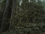 A View of Trees in the Temperate Rainforest of the Hoh River Valley