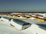 Rows of Overturned Bright  Wood Boats Line a Snowy Chincoteague Beach