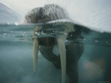 A Walrus Surfaces for a Breath of Air