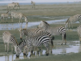 Zebra at Watering Hole  Ngorongoro Crater  Tanzania
