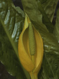 A Close View of a Skunk Cabbage Bloom