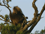 A Male Gelada on a Tree Top Perch