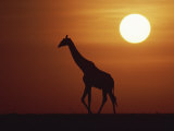 Silhouette of Giraffe Walking at Sunrise