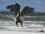 A Northern American Bald Eagle Lunges Down Toward the Water to Grasp a Fish with its Talons