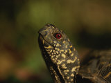 A Close View of an Ornate Box Turtle