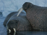 Two Atlantic Walruses Relax in Shallow Water Near an Ice Floe