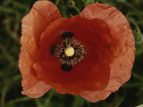 Close View of a Poppy