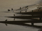Birds Wade on the Beach at Neah Bay
