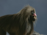 A Male Gelada Bares His Teeth and Gums in a Display of Aggression