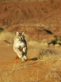 Mountain Lion Running Towards Camera