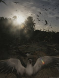 Seabirds Fill the Sky over Palmyra Atoll