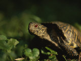 A Close View of an Ornate Box Turtle