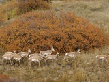 Pronghorn Herd  Yellowstone National Park