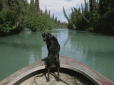 A Black Labrador Dog Travels up the Kenai River on a Boats Bow
