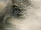 Portrait of a Male Gelada