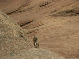 A Mountain Lion Walks on Rock