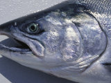 A Close View of the Head of a King Salmon  Oncorhynhus Tshawytscha