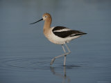Close View of an American Avocet