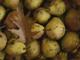 Close View of Pears and a Leaf