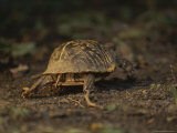 An Ornate Box Turtle on the Move