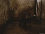 Whiskey  a Young Chimpanzee  was Chained Inside a Garage in Bujumbura