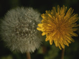 Two Stages of Dandelion Side by Side  Yellow Petals and Seed Head
