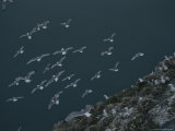 A Flock of Kittiwakes  Rissa Sp  Take of from a Cliffside Rookery