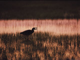 A Silhouetted Egret Captures a Small Crab in the Assateague Marshland