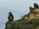 A Family Group of Geladas Sits Near a Cliffs Edge