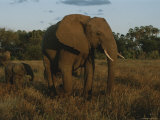 An African Elephant and Her Calf Head out into the Savanna