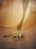 Mountain Lion on Rock Formation