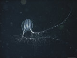A Ctenophore with its Tentacles Trailing Through Icy Arctic Water