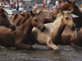 A Group of Foals Comes Ashore Following the Chincoteague Pony Swim