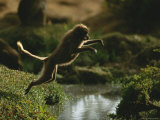 A Female Gelada Leaps Across a Small Stream