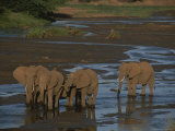 A Group of African Elephants Enjoy the Waters of the Nyiro River