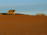 A Mountain Lion Walks on Desert Sand