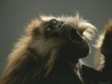 Close View of a Yawning Gelada