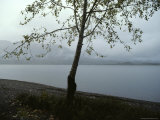 A Storm Passes over Lake Quinault