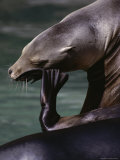 Sea Lion