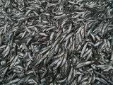 A Close View of Thousands of Dead Capelin (Mallotus Villosus) Lying on Theshore